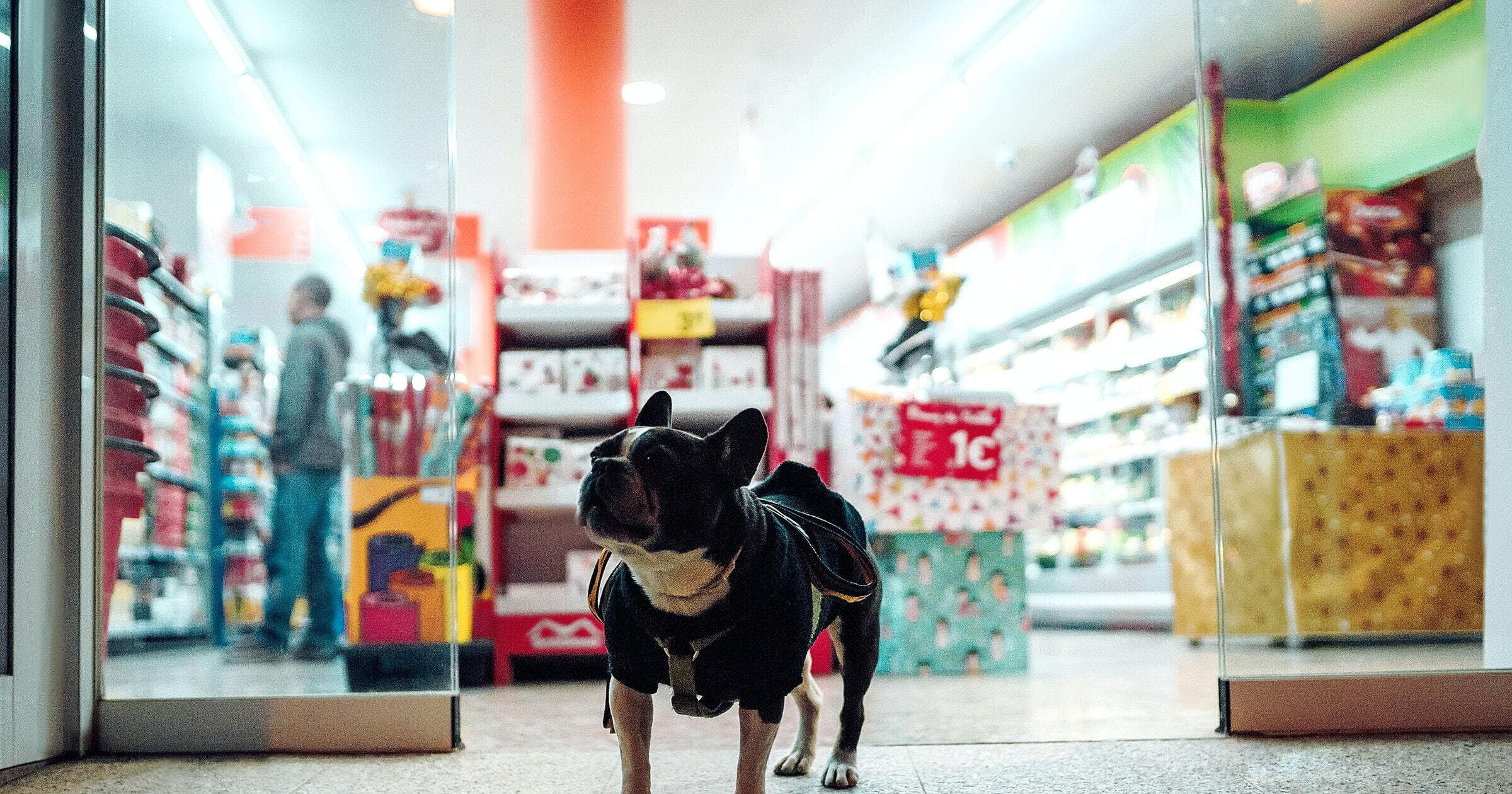 Ideas de Nombres para tiendas de mascotas: